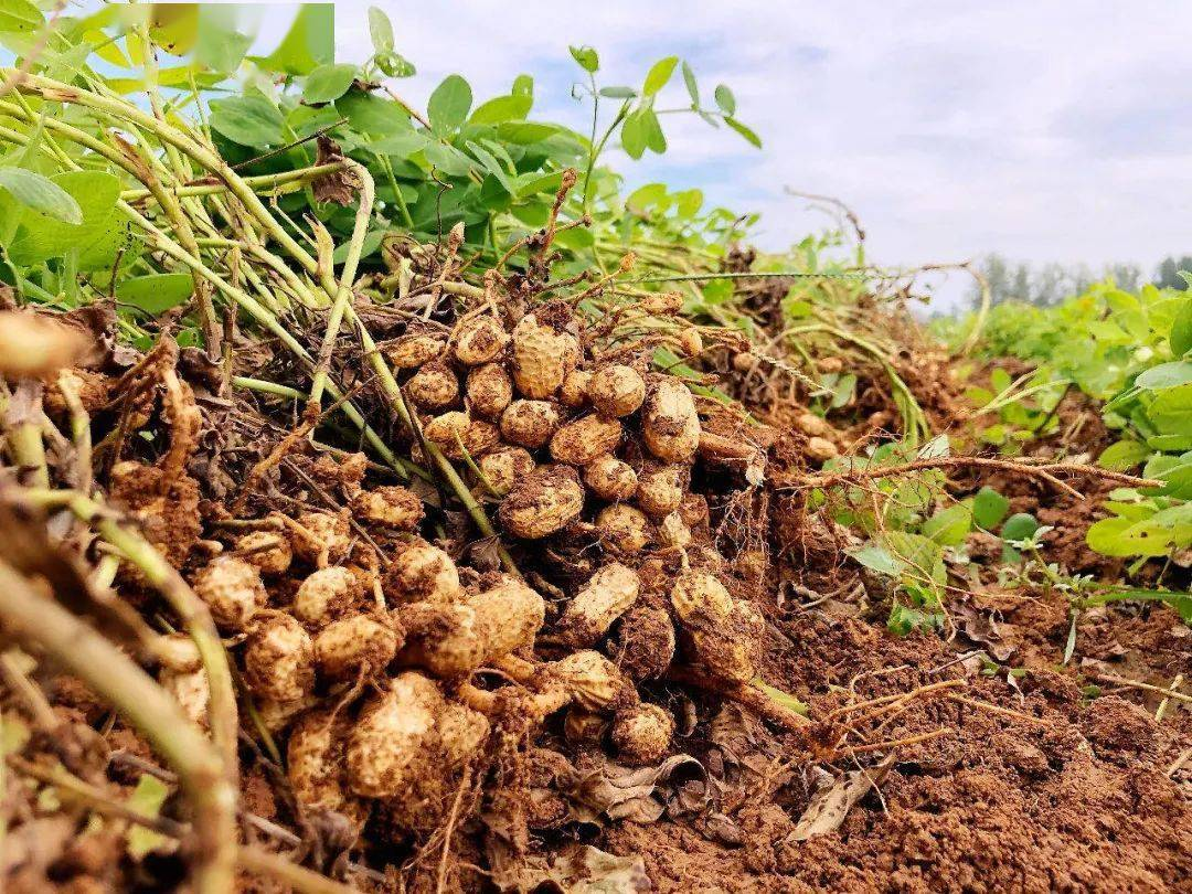農產品配送公司為您分享:花生的核心價值