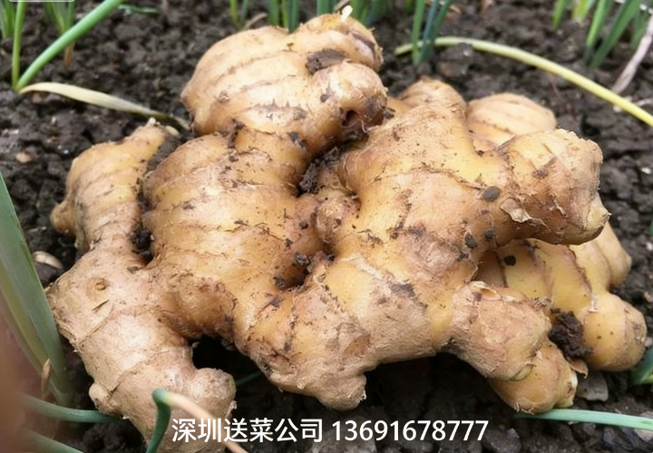 鮮姜實力派,深圳蔬菜配送公司送5大特效護您健康!